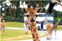 Veranstaltungsbild Serengeti Park